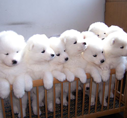 威斯尼斯人wns888app网站 - (中国)官方网站